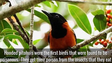 10 Cute Animals That Can Easily Take Your Life