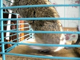 Caresses et calins!! Twiggy l'octodon