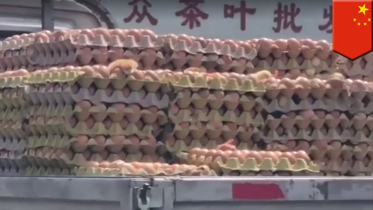 Baby chicks hatch in the back of a Chinese truck on a hot day