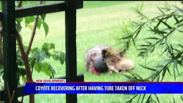 Coyote Recovering After Plastic Tube Removed from Neck