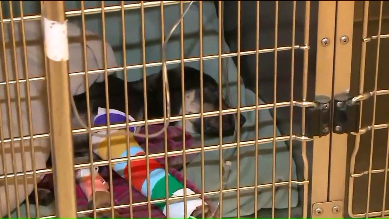 Vet Treats Puppy with Three Broken Legs Who Was Thrown from Overpass for Free