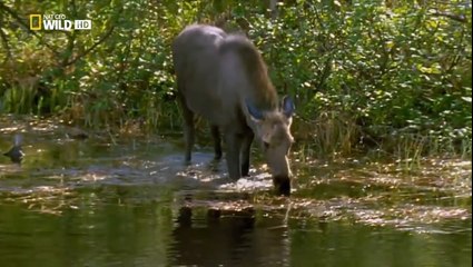 Documental Alaska cap 1) part 1/2