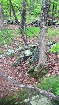 BRIAN GHILLIOTTI: EXPLORING LITHIC SITE ALONG CT I-395 SOUTH: TAKING AN AZIMUTH FROM THE HILLTOP