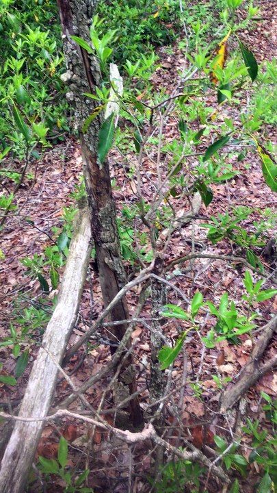 BRIAN GHILLIOTTI: EXPLORING LITHIC SITE ALONG CT I-395 SOUTH: ANOTHER PAIR OF GLACIAL STONES NEARBY?