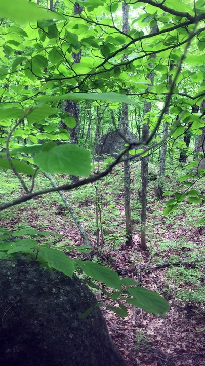 BRIAN GHILLIOTTI: EXPLORING LITHIC SITE ALONG CT I-395 SOUTH: CAIRN REMAINS BEHIND PERCHED STONE?