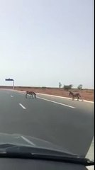 Dakar  Un automobiliste filme des ânes qui traversent l’autoroute à péage