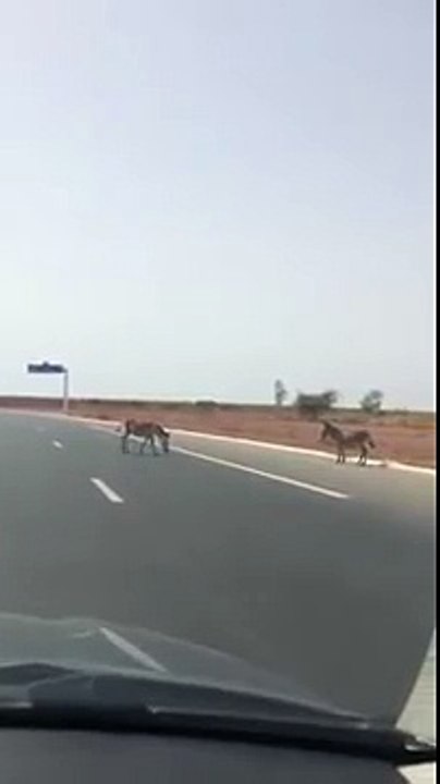Dakar  Un automobiliste filme des ânes qui traversent l’autoroute à péage