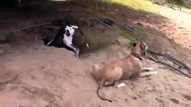 Dog can’t find his bone or any F’s to give as his buddy gets covered in dirt...