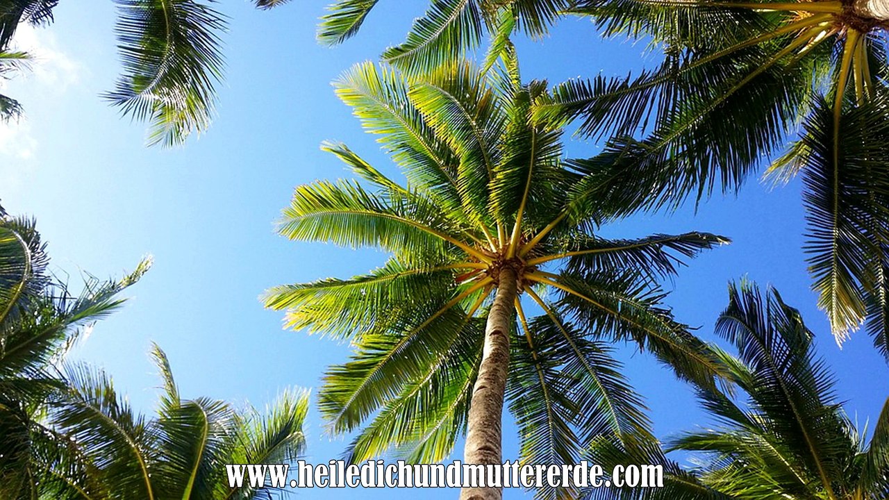 Ein schadstofffreies Zuhause DANK Zimmerpflanzen | DIY