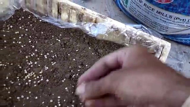 growing coriander(dania) from seeds (part 1) in urdu/hindi