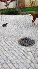 Quand la petite bête va manger la grosse !!