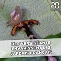 Des vers géants envahissent les jardins https://back.20mn.net/videos/#français