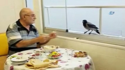 Akıllı karga her iftar sofrada
