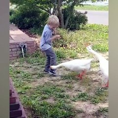 Funniest Animal Attacks Compilation May 2018 | Funny Pet Videos (Must Watch)