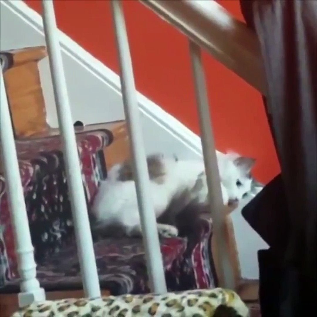 Funny pets 2018Have Funny
