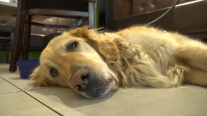 "J'aime pas les clebs", "dehors"... Aveugle, Martine a toute la peine du monde à se faire accepter avec son chien-guide