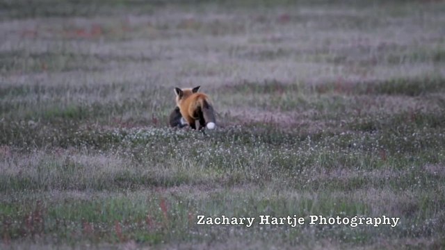 Un aigle vole la proie d'un renard