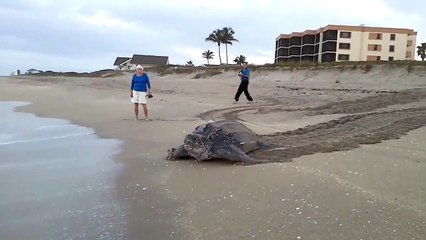 World's  Amazing Biggest Turtle Found. Must Watch!
