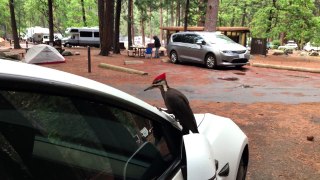 Man Gets Nervous As Woodpecker Inspects His Brand New Tesla Model 3!