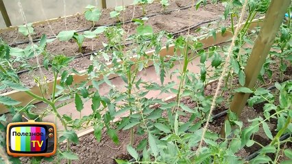 СРОЧНО СДЕЛАЙТЕ ЭТО С ПОМИДОРАМИ ВО ВРЕМЯ ЦВЕТЕНИЯ МНОГО ЗАВЯЗИ 100% ОПЫЛЕНИЕ