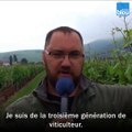 Tous apprentis : la viticulture en Alsace