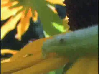 O Mundo Secreto dos Jardins - 06 - Vida num Jardim de Horticultura