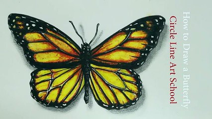 How to Draw a Realistic Butterfly: Time Lapse