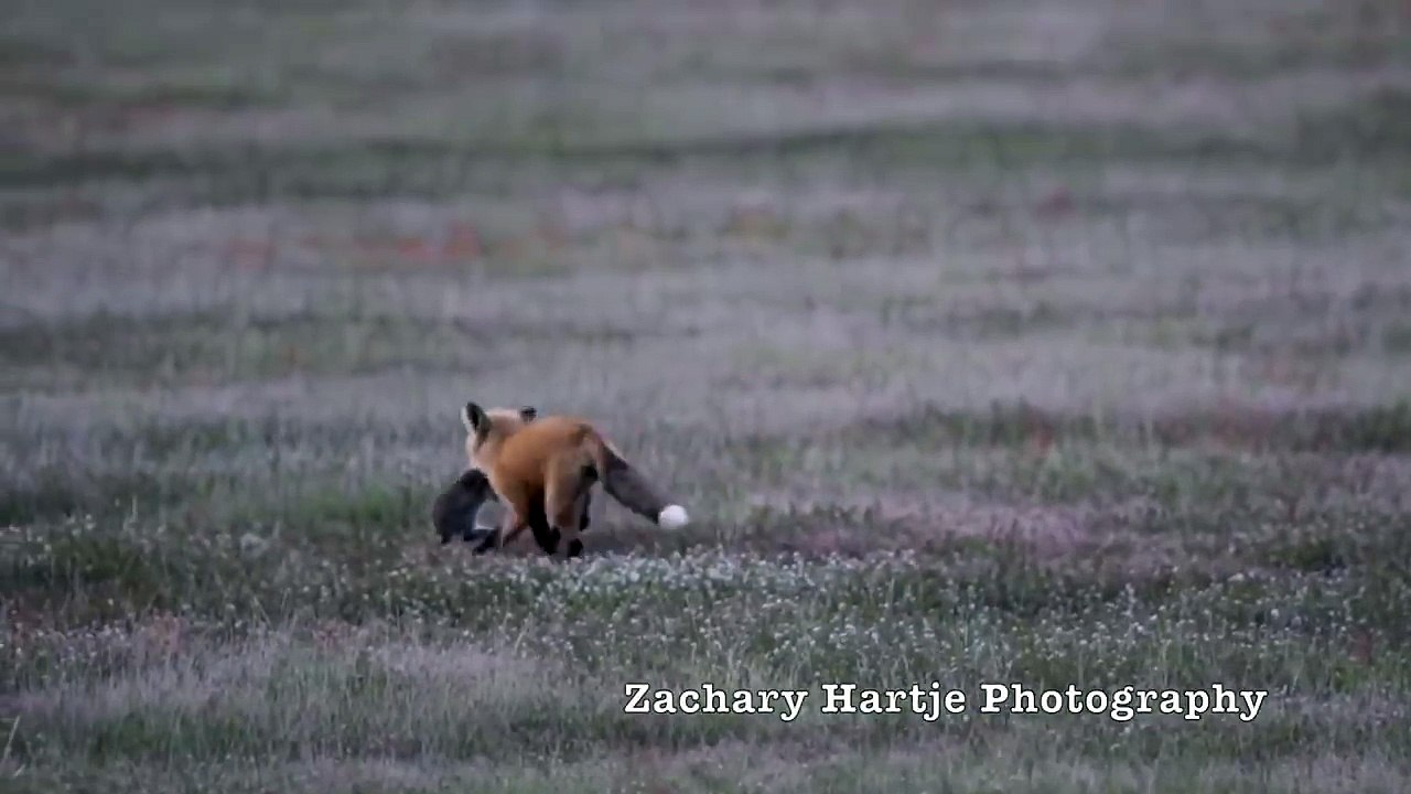 Un rapace vole le repas d'un renard