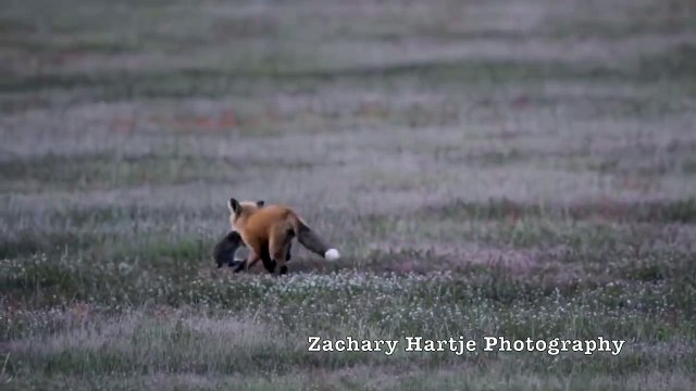 Un rapace vole le repas d'un renard