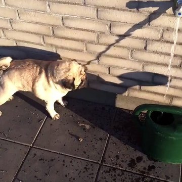 Un chien boit de l'ombre