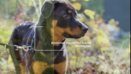 Rottweilers for Sale in Oregon