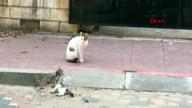 Anne kedi, ölen yavrusunun başından saatlerce ayrılmadı