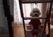 Cute Dog Bounces in Attempt to Climb Ladder