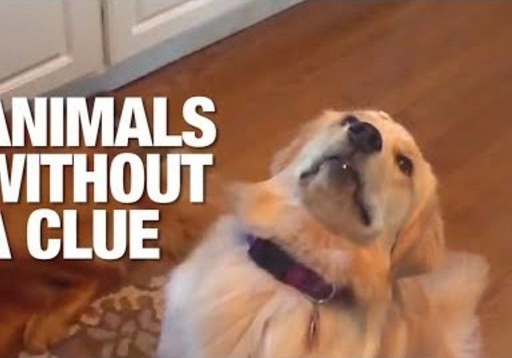 Easily Confused Animals