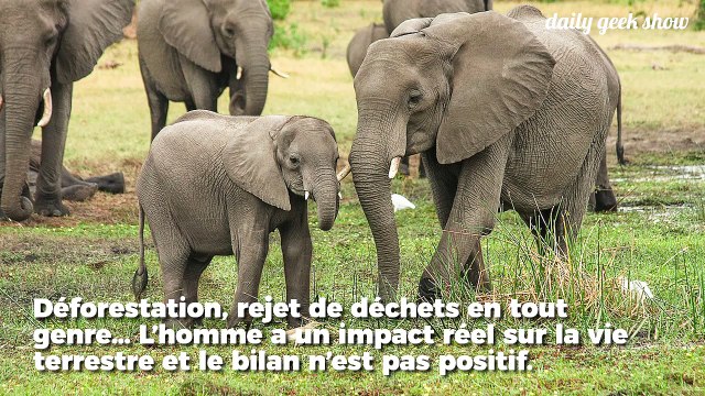 Les activités humaines provoquent des cancers chez les animaux sauvages