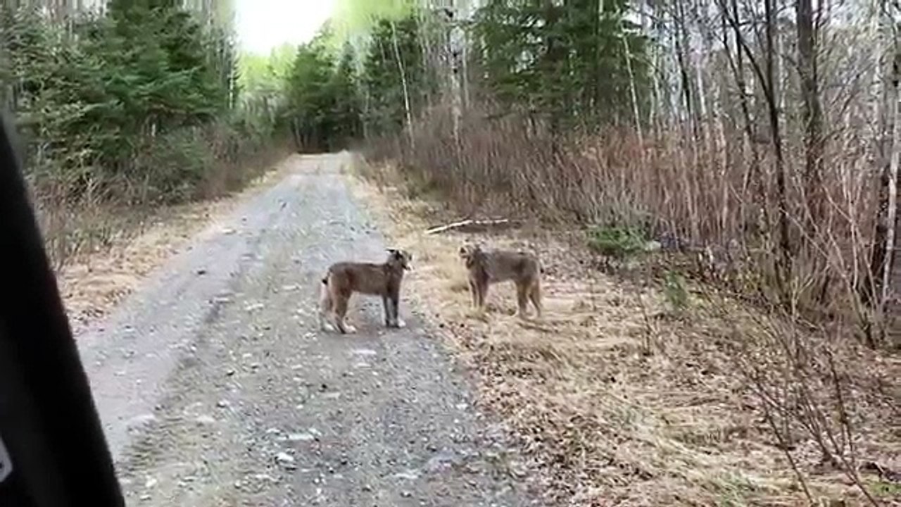 Pas contents les lynx