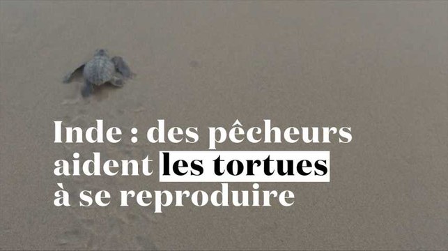 Inde : des pêcheurs aident les tortues menacées à se reproduire