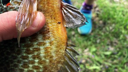 Dad fishing with daughter catches spawning sunfish
