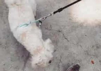 Friendly Dog is Perplexed by Scurrying Hedgehog