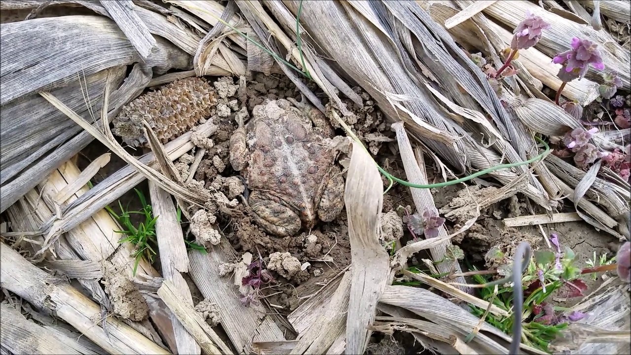 short arrowhead  hunt 4.15.2018