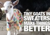 Tiny Goats in Sweaters Make Everything Better