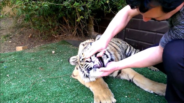 À mains nues, ce dentiste animalier retire une dent à un tigre