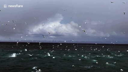 Northern gannets plunge into Icelandic waters during feeding frenzy