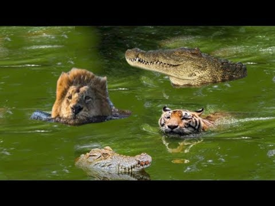 Lion vs Crocodile Real Fight