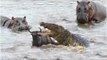 Amazing Animals Hippos Rescue & Save Wildebeest From Crocodile