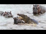 Amazing Animals Hippos Rescue & Save Wildebeest From Crocodile