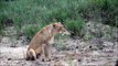 Swim swim as fast as you can Lion cub crossing the river