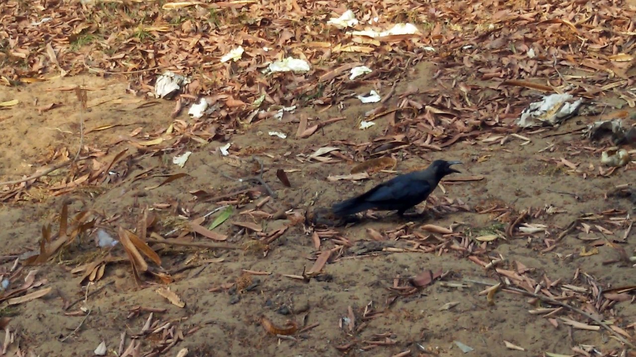 Crows eating Pumpkin