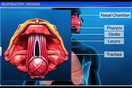 (1)CBSE Class 11 Biology, Breathing and Exchange of Gases-1, Respiratory Organs