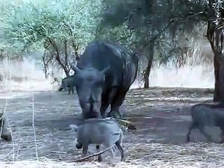 This warthog crossed the line and paid the price